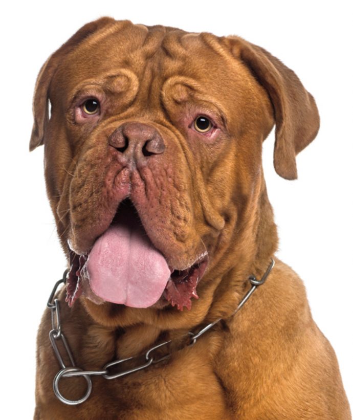 Dogue de Bordeaux sitting (14 months old)